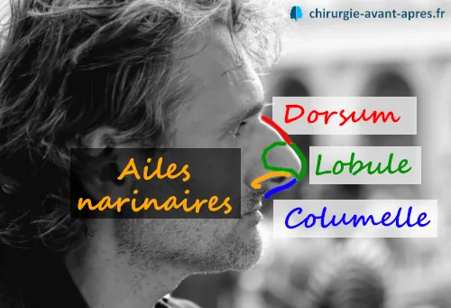 anatomie nose columelle aile dorsum lobule