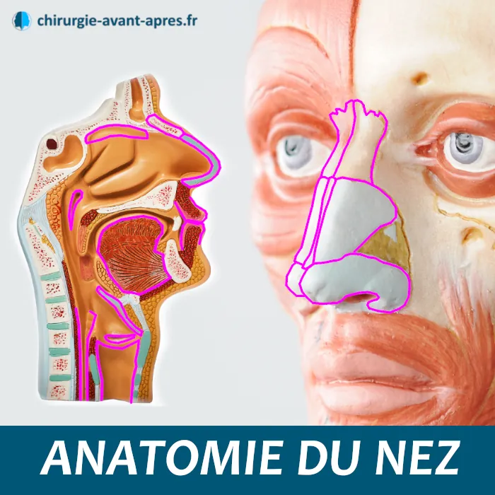 anatomie du nez