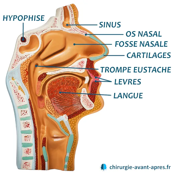 anatomie nez