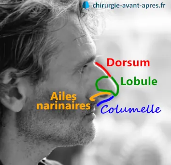 Anatomie nez columelle aile dorsum lobule