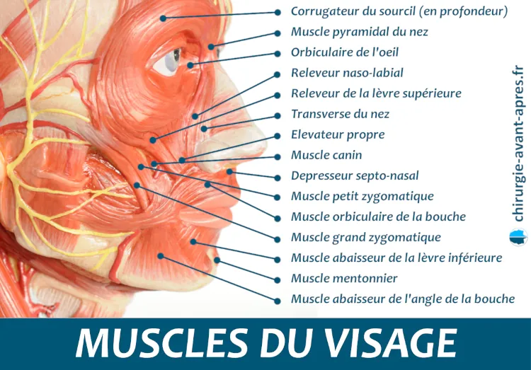 muscles du visage