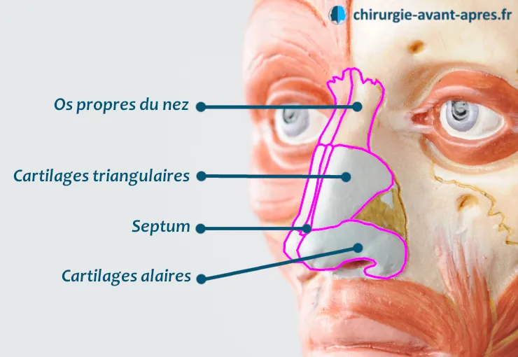 anatomie du nez cartilages septum alaires triangulaires