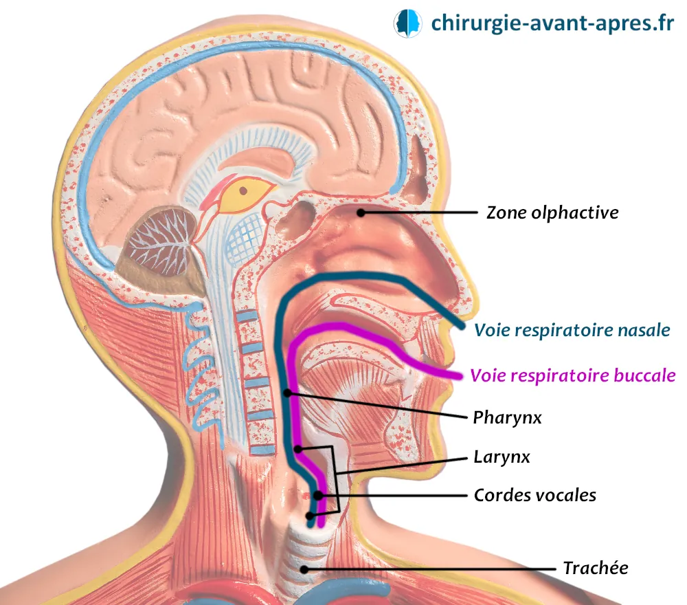 voies respiratoires